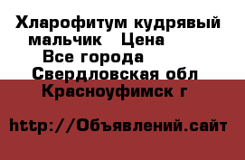 Хларофитум кудрявый мальчик › Цена ­ 30 - Все города  »    . Свердловская обл.,Красноуфимск г.